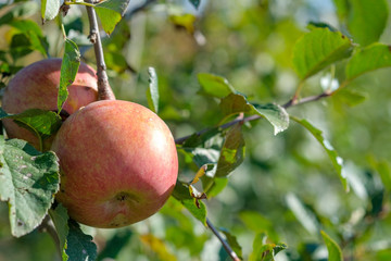 Close up of fresh red Fuji apples on branch with green leaves and copy space. Ripe fruits in orchard ready for harvesting. Tree with ripe fruits in a garden. Red apples on blue sky background in Spain