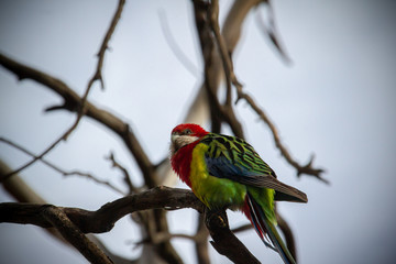 Golden-Manatled Rosella