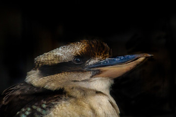 Laughing Kookaburra