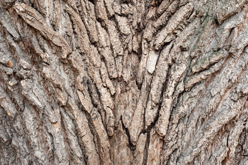 Bark of tree. Large coarse tree bark.
