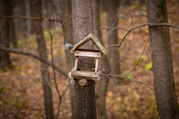 birdhouse on tree