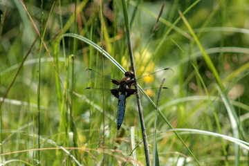 dragonfly on the grass