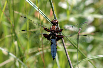 dragonfly on grass