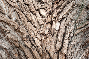 Tree bark texture. Large coarse tree bark.