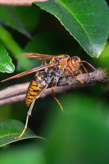 雀蜂　すずめ蜂