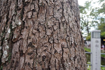 日本の伝統的な杉と松