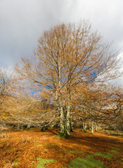 Fototapeta premium Autumn landscape in the mountain range of Urbasa. Navarra, Spain