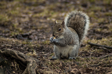 Squirrel eating a nut