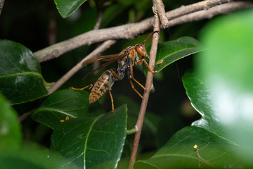 雀蜂　すずめ蜂