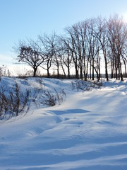 winter rural landscape with  trees