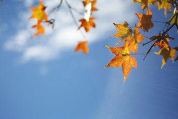 Sunny autumn with red maple leaves
