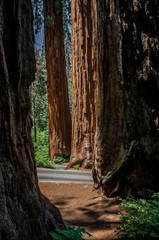 Sequoia trees