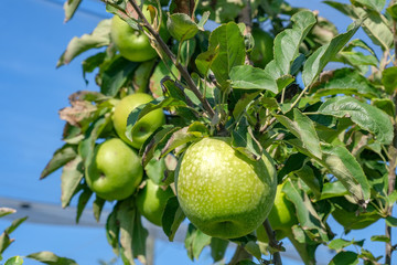 Close up of green delicious apples Granny Smith hanging from branch with green leaves. Ripe fruits in orchard ready for harvesting. Tree with ripe fruits in garden. Green apples on blue sky background