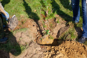 Tree planting. The work of a partner. The seedling is buried in the ground. Creating a park of trees.