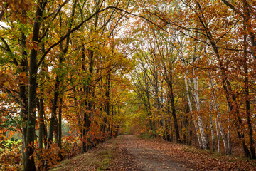 Obraz premium Herbstlandschaft im Sonnenschein