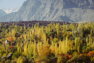 Colorful forest trees on Karakoram mountain range between Skardu and Hunza valley in Gilgit Baltistan, autumn in northern Pakistan countryside.