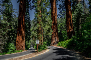 Right sided driving at Sequoia national park