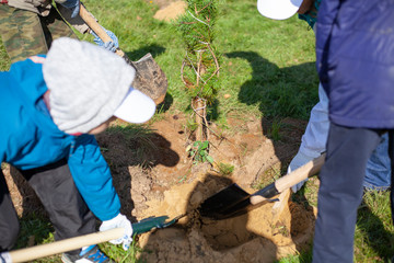 Tree planting. The work of a partner. The seedling is buried in the ground. Creating a park of...