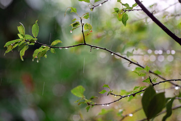 Rain. Tree branch