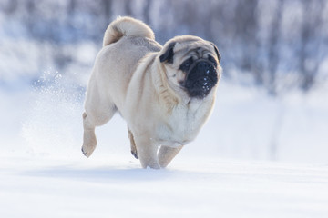 pug puppy run in snow field. winter dog,