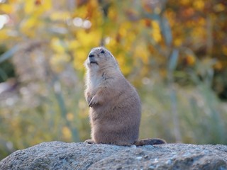 Groundhog on a big stone...