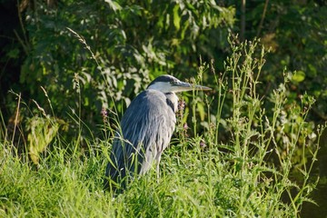 Bird gray heron...