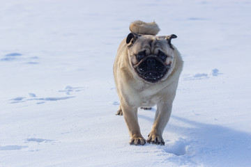 pug puppy run in snow field. winter dog,