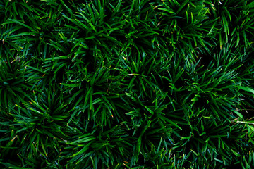 Top view.Green grass background texture.