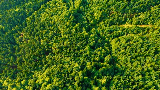 Aerial View of the Pine Forest in Mountains. Beautiful Nature Landscape. Spruce woods. Concept: nature, reservation, clean air, ecology