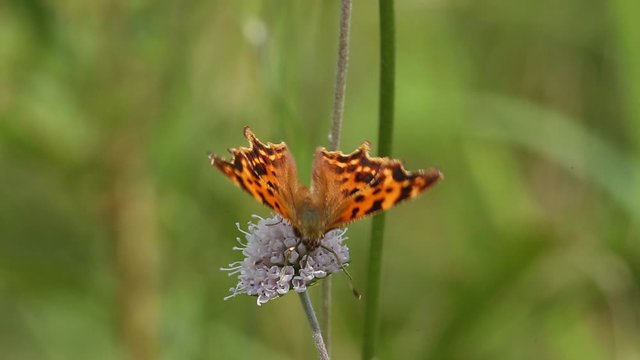 Butterfly Comma (Polygonia c-album) is on a purple flower