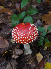 Der Fliegenpilz im Wald