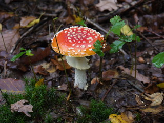 Der Fliegenpilz im Wald