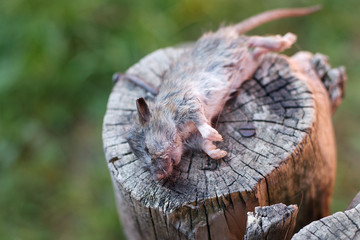 High angle view of dead mouse lying on side unconsciously