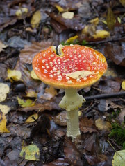 Der Fliegenpilz im Wald