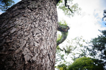 日本の伝統的な杉と松