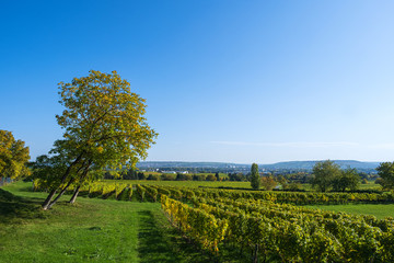 Naklejka premium Weinberg bei Oestrich-Winkel/Deutschland im Herbst