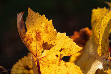 Herbstlich gefärbtes Laub im Gegenlicht