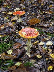 Der Fliegenpilz im Wald
