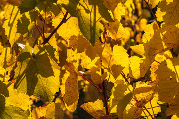 Herbstlich gefärbtes Laub im Gegenlicht