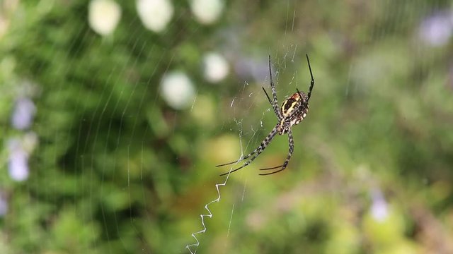 Banded garden spider (Argiope trifasciata) sits in the center of the web, waits a victim and moves pedipalps
