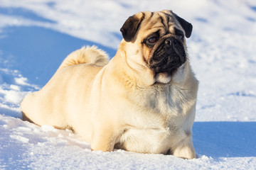 pug puppy run in snow field. winter dog,