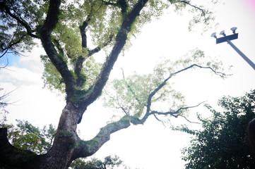 日本庭園と神社の生い茂る木々と松