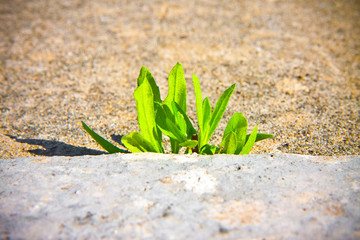 Small green plant born between the rocks - power of life concept image