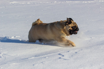 pug puppy run in snow field. winter dog,
