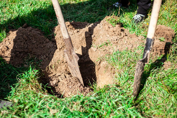 Gardener dripping a shovel pit for a tree. The soil is dug up for a seedling. A metal shovel is an important tool for a gardener.