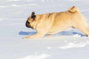 Naklejka premium pug puppy run in snow field. winter dog,