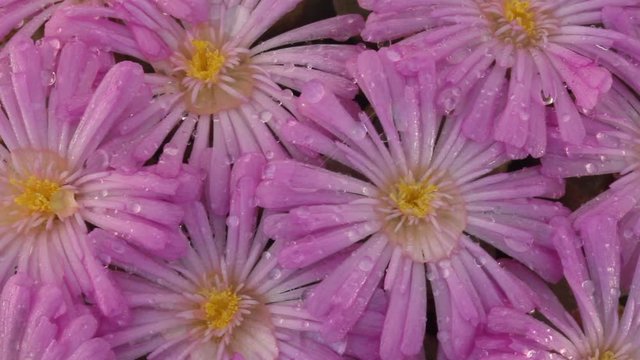 Flowers of Conophytum praesectum.