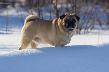 pug puppy run in snow field. winter dog,