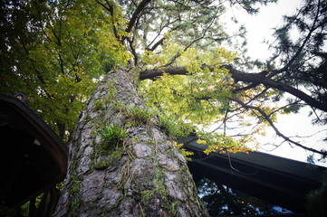 日本庭園と神社の生い茂る木々と松