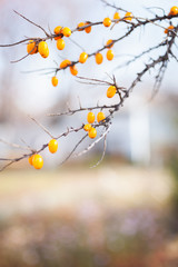 Sea buckthorn on a tree close up (Hippophae rhamnoides). Sea buckthorn berries background. Medical plant.